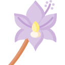 Orchid