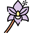 Orchid